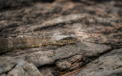 Snake Animal Totem and Scorpio