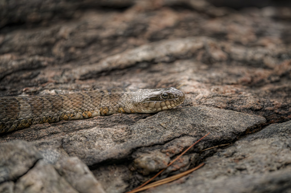 Snake Animal Totem and Scorpio