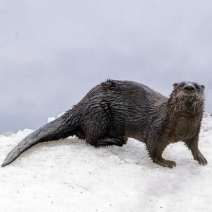 Animal totem otter on snow in spring.