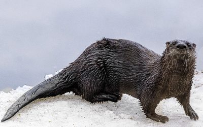 Otter Animal Totem