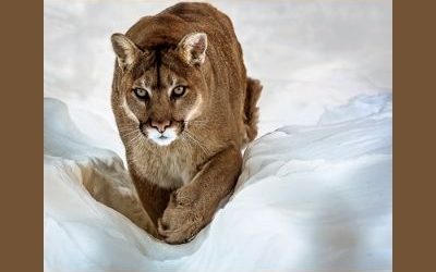 Cougar Animal Totem