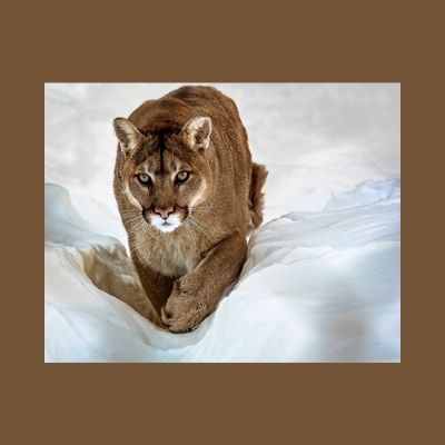 cougar-animal-totem-photo-by-Alistar-Forbes-Scott