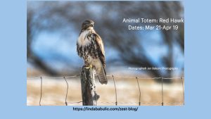 Animal-totem-red-tailed-hawk-aries-jon-babulic-photography