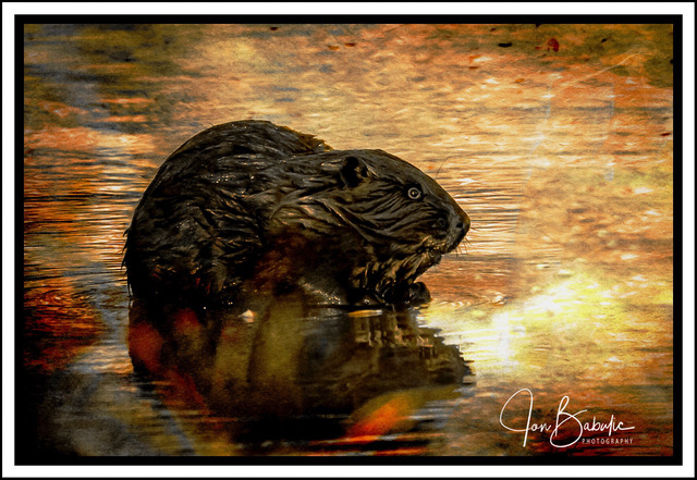 Beaver Animal Totem