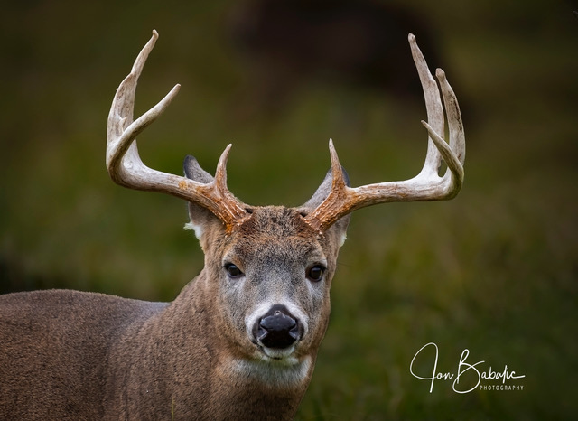 buck-deer-jon-babulic-photography-deer-animal-totem
