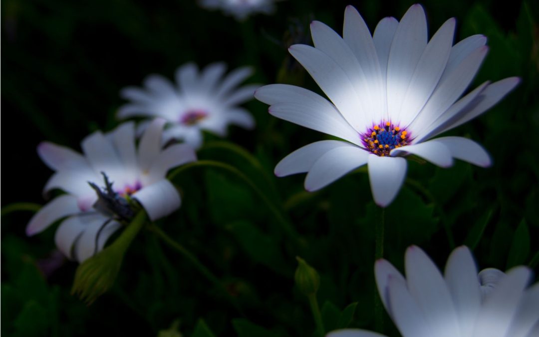 Radiate Your Inner Glow: A Journey through Life's Garden of Light Have you ever noticed how white flowers glow at night? They're not getting sunlight, and even on moonless nights they still shine.